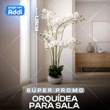 ORQUIDEA PASA SALA FLOR